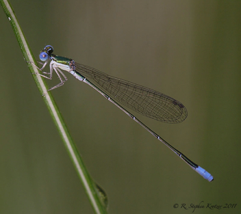 Nehalennia gracilis, male